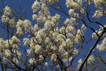 Serviceberry